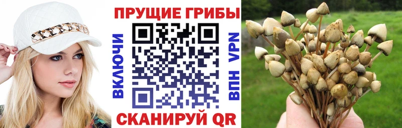 Купить Гвардейск Галлюциногенные грибы мухоморы
